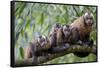 Tufted Capuchin group, Manu Biosphere Reserve, Peru-Alex Hyde-Framed Stretched Canvas