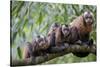 Tufted Capuchin group, Manu Biosphere Reserve, Peru-Alex Hyde-Stretched Canvas