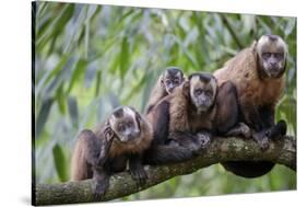 Tufted Capuchin group, Manu Biosphere Reserve, Peru-Alex Hyde-Stretched Canvas