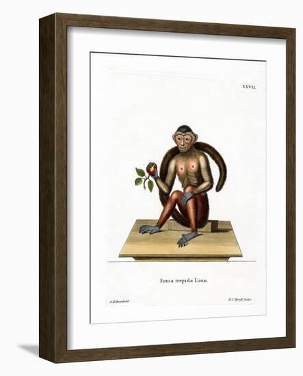 Tufted Capuchin-null-Framed Giclee Print