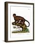 Tufted Capuchin-null-Framed Giclee Print