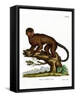 Tufted Capuchin-null-Framed Stretched Canvas