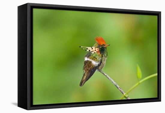 Tufted Coquette Hummingbird (Lophornis Ornatus) Hummingbird Adult Male Perched-Melvin Grey-Framed Stretched Canvas