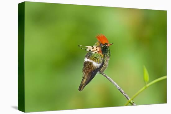 Tufted Coquette Hummingbird (Lophornis Ornatus) Hummingbird Adult Male Perched-Melvin Grey-Stretched Canvas