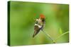 Tufted Coquette Hummingbird (Lophornis Ornatus) Hummingbird Adult Male Perched-Melvin Grey-Stretched Canvas