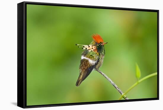 Tufted Coquette Hummingbird (Lophornis Ornatus) Hummingbird Adult Male Perched-Melvin Grey-Framed Stretched Canvas