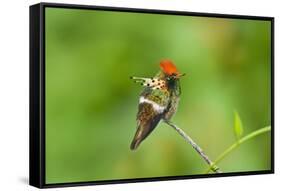 Tufted Coquette Hummingbird (Lophornis Ornatus) Hummingbird Adult Male Perched-Melvin Grey-Framed Stretched Canvas