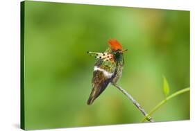 Tufted Coquette Hummingbird (Lophornis Ornatus) Hummingbird Adult Male Perched-Melvin Grey-Stretched Canvas