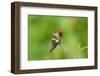Tufted Coquette Hummingbird (Lophornis Ornatus) Hummingbird Adult Male Perched-Melvin Grey-Framed Photographic Print