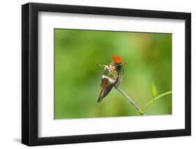 Tufted Coquette Hummingbird (Lophornis Ornatus) Hummingbird Adult Male Perched-Melvin Grey-Framed Photographic Print