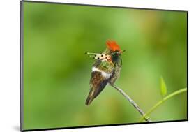 Tufted Coquette Hummingbird (Lophornis Ornatus) Hummingbird Adult Male Perched-Melvin Grey-Mounted Photographic Print