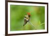 Tufted Coquette Hummingbird (Lophornis Ornatus) Hummingbird Adult Male Perched-Melvin Grey-Framed Photographic Print