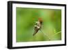 Tufted Coquette Hummingbird (Lophornis Ornatus) Hummingbird Adult Male Perched-Melvin Grey-Framed Photographic Print