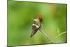 Tufted Coquette Hummingbird (Lophornis Ornatus) Hummingbird Adult Male Perched-Melvin Grey-Mounted Photographic Print