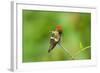 Tufted Coquette Hummingbird (Lophornis Ornatus) Hummingbird Adult Male Perched-Melvin Grey-Framed Photographic Print