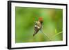 Tufted Coquette Hummingbird (Lophornis Ornatus) Hummingbird Adult Male Perched-Melvin Grey-Framed Photographic Print