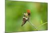 Tufted Coquette Hummingbird (Lophornis Ornatus) Hummingbird Adult Male Perched-Melvin Grey-Mounted Photographic Print