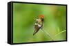 Tufted Coquette Hummingbird (Lophornis Ornatus) Hummingbird Adult Male Perched-Melvin Grey-Framed Stretched Canvas