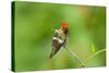 Tufted Coquette Hummingbird (Lophornis Ornatus) Hummingbird Adult Male Perched-Melvin Grey-Stretched Canvas