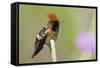 Tufted Coquette Hummingbird-Ken Archer-Framed Stretched Canvas