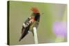 Tufted Coquette Hummingbird-Ken Archer-Stretched Canvas