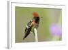 Tufted Coquette Hummingbird-Ken Archer-Framed Photographic Print