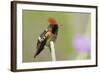 Tufted Coquette Hummingbird-Ken Archer-Framed Photographic Print