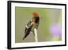 Tufted Coquette Hummingbird-Ken Archer-Framed Photographic Print