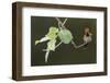 Tufted coquette-Ken Archer-Framed Photographic Print