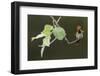 Tufted coquette-Ken Archer-Framed Photographic Print