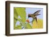 Tufted Crockette Hummingbird-Ken Archer-Framed Photographic Print