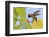 Tufted Crockette Hummingbird-Ken Archer-Framed Photographic Print