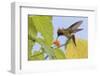 Tufted Crockette Hummingbird-Ken Archer-Framed Photographic Print