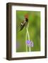 Tufted Crockette Male-Ken Archer-Framed Photographic Print