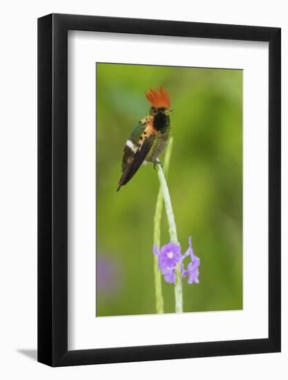 Tufted Crockette Male-Ken Archer-Framed Photographic Print