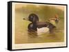 Tufted Duck (Fuligata cristata), Red-Crested Pochard (Netta rufina), 1900, (1900)-Charles Whymper-Framed Stretched Canvas