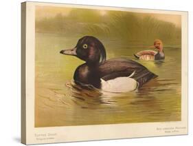 Tufted Duck (Fuligata cristata), Red-Crested Pochard (Netta rufina), 1900, (1900)-Charles Whymper-Stretched Canvas