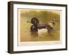 Tufted Duck (Fuligata cristata), Red-Crested Pochard (Netta rufina), 1900, (1900)-Charles Whymper-Framed Giclee Print