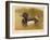 Tufted Duck (Fuligata cristata), Red-Crested Pochard (Netta rufina), 1900, (1900)-Charles Whymper-Framed Giclee Print