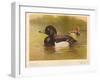 Tufted Duck (Fuligata cristata), Red-Crested Pochard (Netta rufina), 1900, (1900)-Charles Whymper-Framed Giclee Print