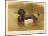 Tufted Duck (Fuligata cristata), Red-Crested Pochard (Netta rufina), 1900, (1900)-Charles Whymper-Mounted Giclee Print