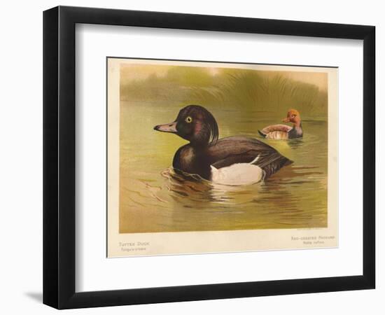 Tufted Duck (Fuligata cristata), Red-Crested Pochard (Netta rufina), 1900, (1900)-Charles Whymper-Framed Giclee Print