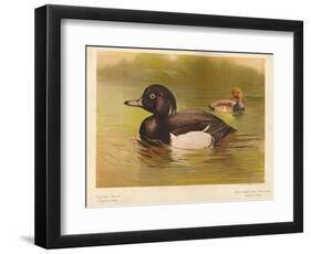 Tufted Duck (Fuligata cristata), Red-Crested Pochard (Netta rufina), 1900, (1900)-Charles Whymper-Framed Giclee Print