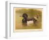 Tufted Duck (Fuligata cristata), Red-Crested Pochard (Netta rufina), 1900, (1900)-Charles Whymper-Framed Giclee Print