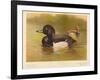 Tufted Duck (Fuligata cristata), Red-Crested Pochard (Netta rufina), 1900, (1900)-Charles Whymper-Framed Giclee Print