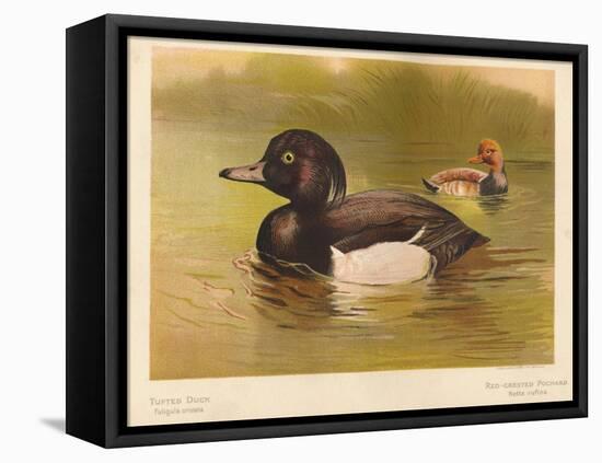 Tufted Duck (Fuligata cristata), Red-Crested Pochard (Netta rufina), 1900, (1900)-Charles Whymper-Framed Stretched Canvas