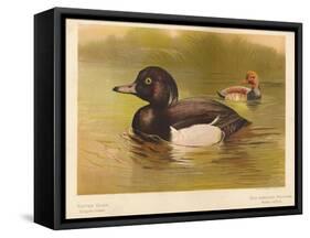 Tufted Duck (Fuligata cristata), Red-Crested Pochard (Netta rufina), 1900, (1900)-Charles Whymper-Framed Stretched Canvas