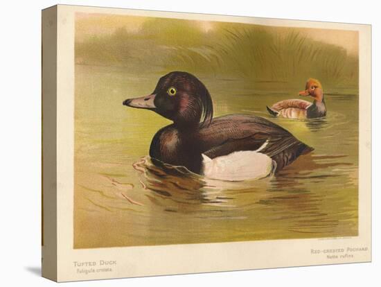 Tufted Duck (Fuligata cristata), Red-Crested Pochard (Netta rufina), 1900, (1900)-Charles Whymper-Stretched Canvas