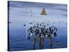 Tufted Ducks-Harro Maass-Stretched Canvas