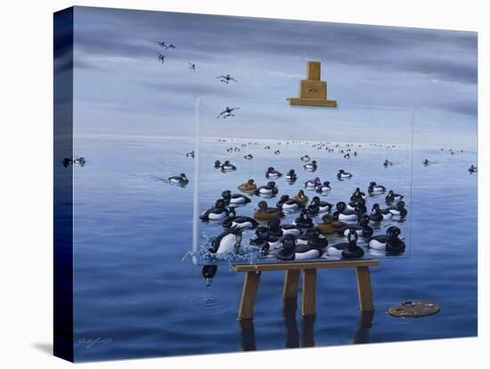 Tufted Ducks-Harro Maass-Stretched Canvas